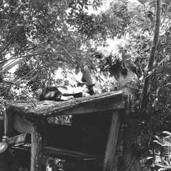 Old built structure with trees in background