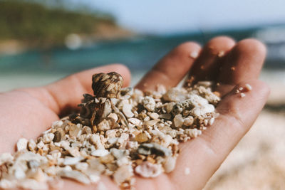 Close-up of hand holding shell