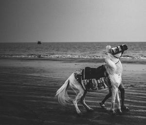 View of horse on beach