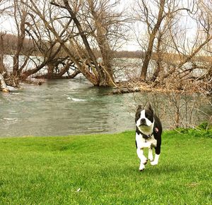 Dog sitting on bare tree