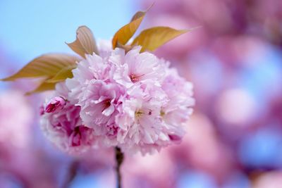 Close-up of pink flowers