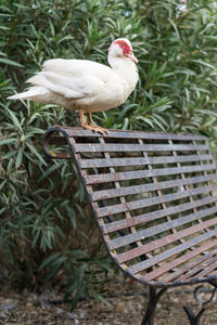 Bird perching on a plant