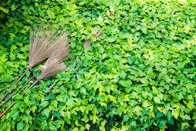 High angle view of brooms on plants