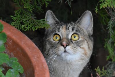 Close-up portrait of cat