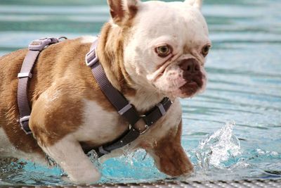 Close-up of french bulldog in water