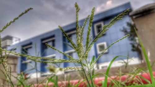 Close-up of plants growing on field against sky