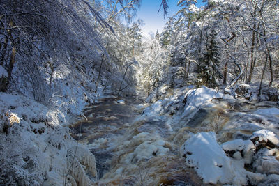 Snow covered plants by river