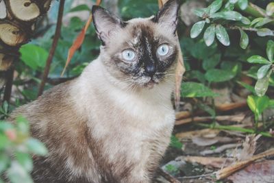 Portrait of cat sitting outdoors