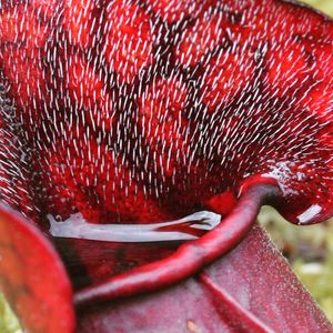 Close-up of red rose