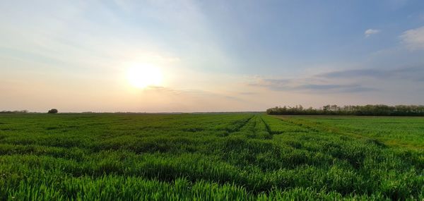 Scenic view of field against sky during sunset