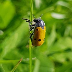 Close-up of ladybug on leaf