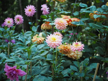 Close-up of pink flowering plants