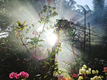 Sunlight streaming through flowering plants against sky on sunny day