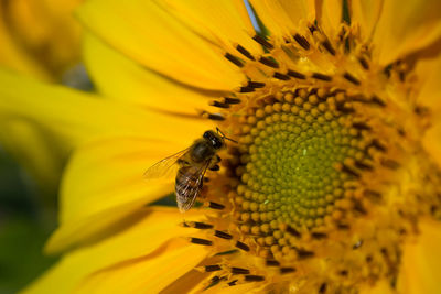 Close-up of insect on yellow flower