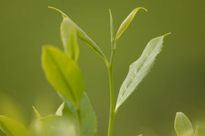 Close-up of fresh green plant