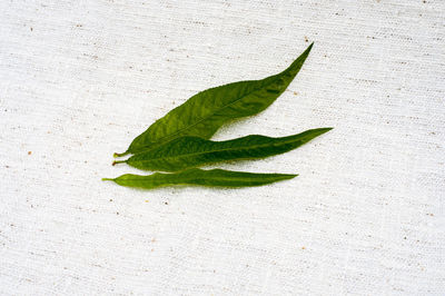 Close-up of leaf against white background