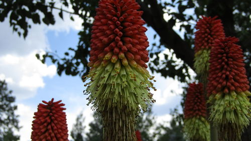 Close-up of leaves against sky