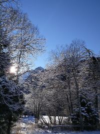 Low angle view of bare trees against sky