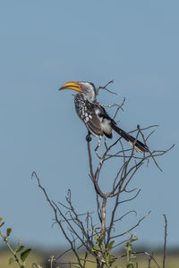 Low angle view of yellow-billed hornbill on dried plant against clear sky