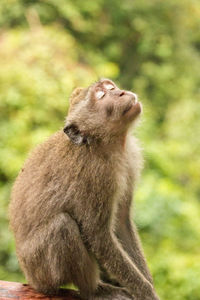 Close-up of an animal