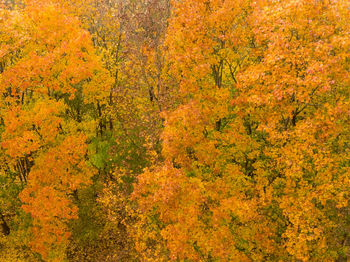 High angle view of yellow flower trees in forest during autumn