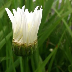 Close-up of white flowers blooming outdoors