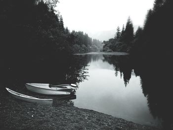 Reflection of trees in water