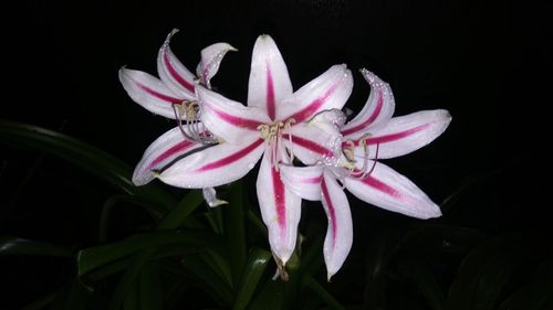 Close-up of multi colored flower against black background