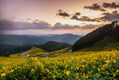 Scenic view of field against sky during sunset