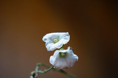 Close-up of white flowers blooming outdoors