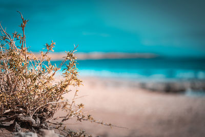 Dry plants by sea against sky