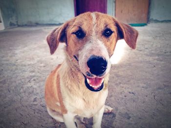 Portrait of dog