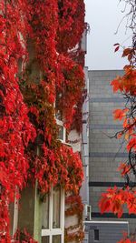 autumn