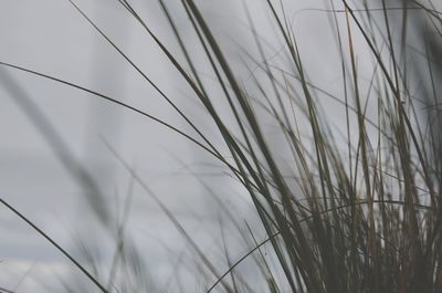 Close-up of stalks against the sky