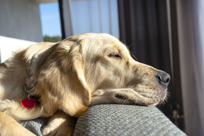 A young male golden retriever lies on the couch backrest in the rays sun in living room of the home.