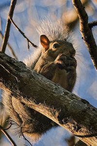 animal