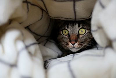 Portrait of cat relaxing on bed