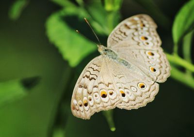 Close-up of butterfly pollinating flower