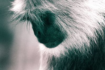 Close-up of a monkey 