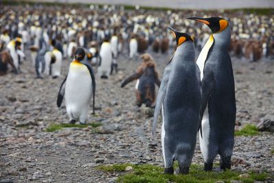 View of penguins