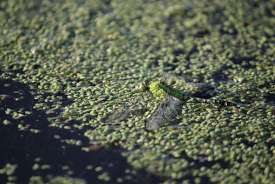 High angle view of lizard on rock