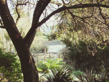 Trees growing in forest