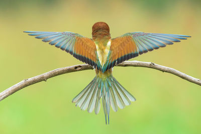 Close-up of bird on branch against blurred background