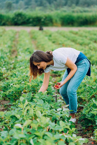 Woman picking strawberries at a u-pick farm in washington
