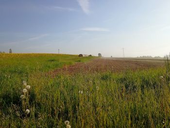 Scenic view of agricultural field against sky