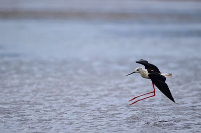 Seagull flying over sea