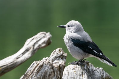 Close-up of bird perching on branch