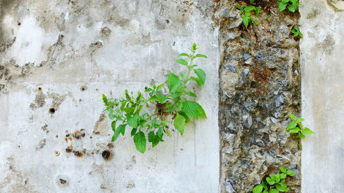 Close-up of ivy on wall