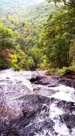 River flowing through forest