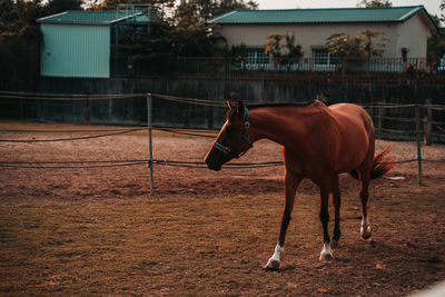 Horse running in ranch